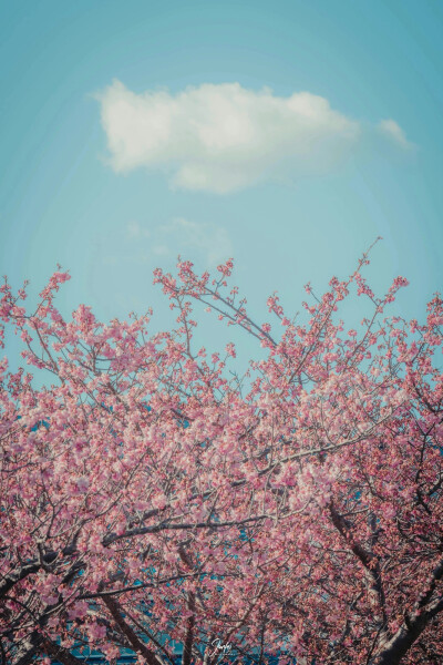 每一个冬天的句点都是春暖花开
摄影师：骏飞同学