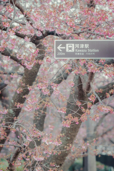 每一个冬天的句点都是春暖花开
摄影师：骏飞同学