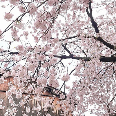 ＊Peach Blossom Love ✆°