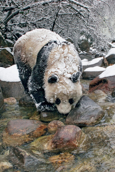 雪中的野生大熊猫；摄影/向定乾