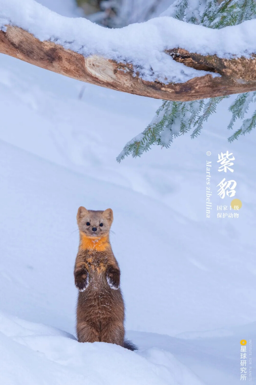 雪地里觅食的紫貂，摄影师@NoOne晓东