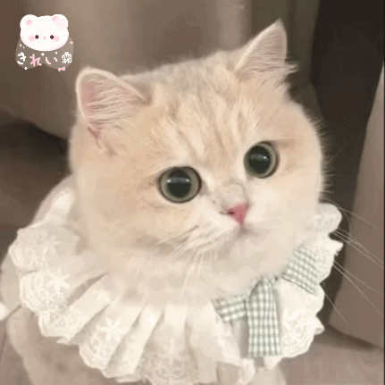 群里存的猫咪表情包