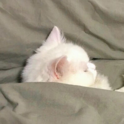 情侣头像 修喵修勾