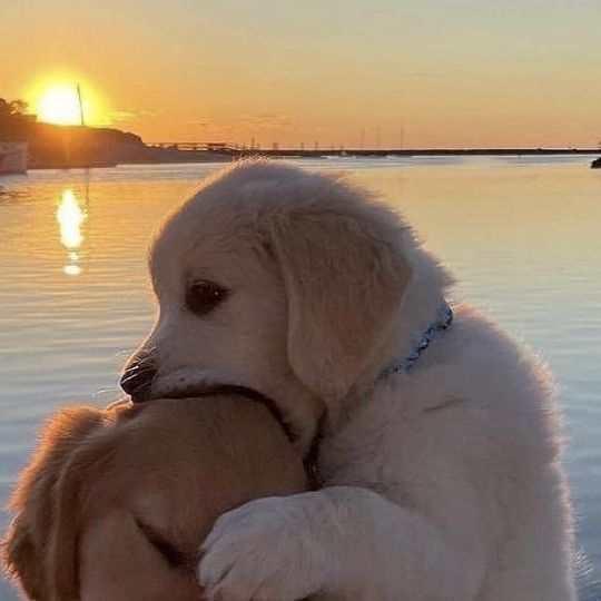 情侣头像 修喵修勾