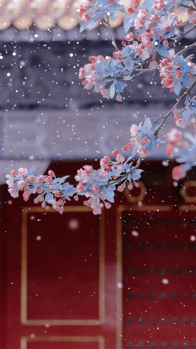 傲雪霜梅唯美ins高清背景图樱花
转载，侵权删