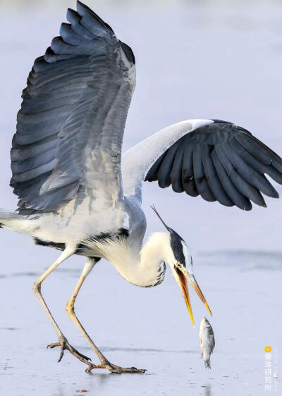 捕鱼的苍鹭，摄影师@杨旭东