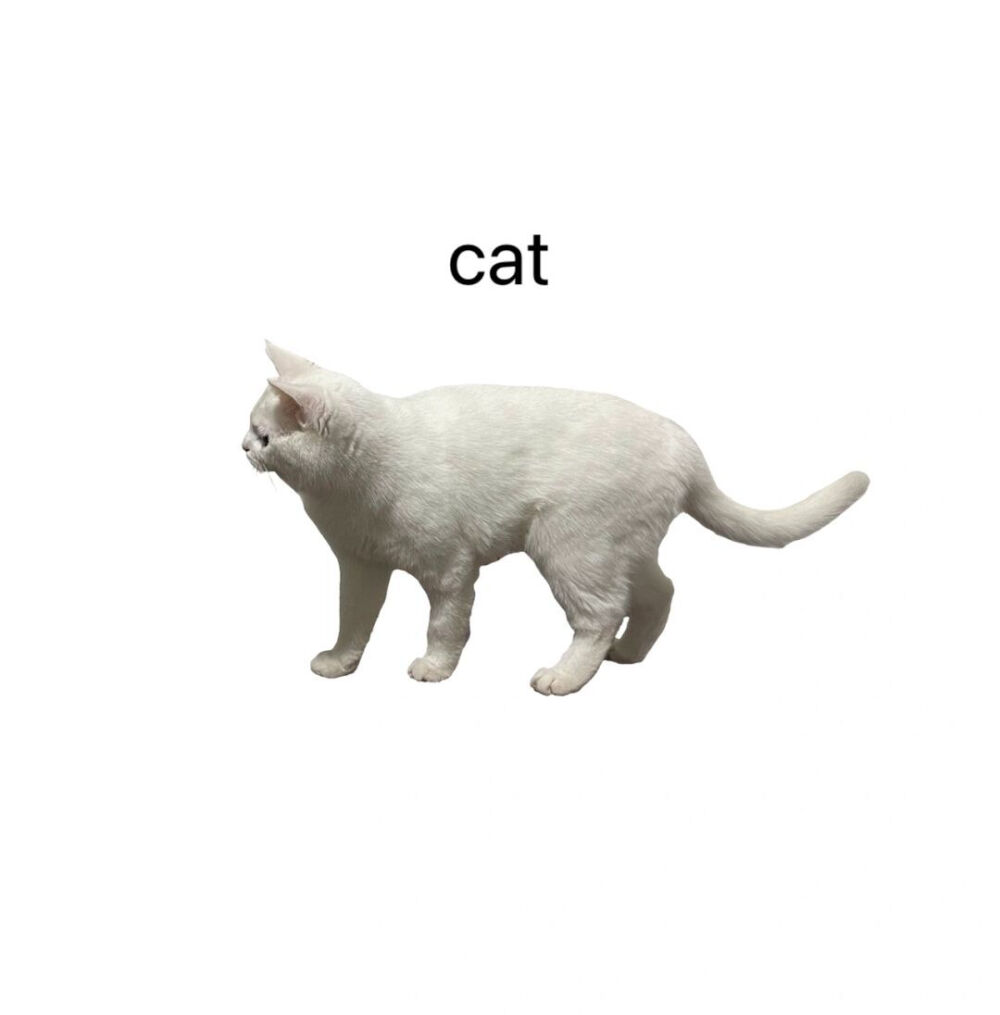 cat