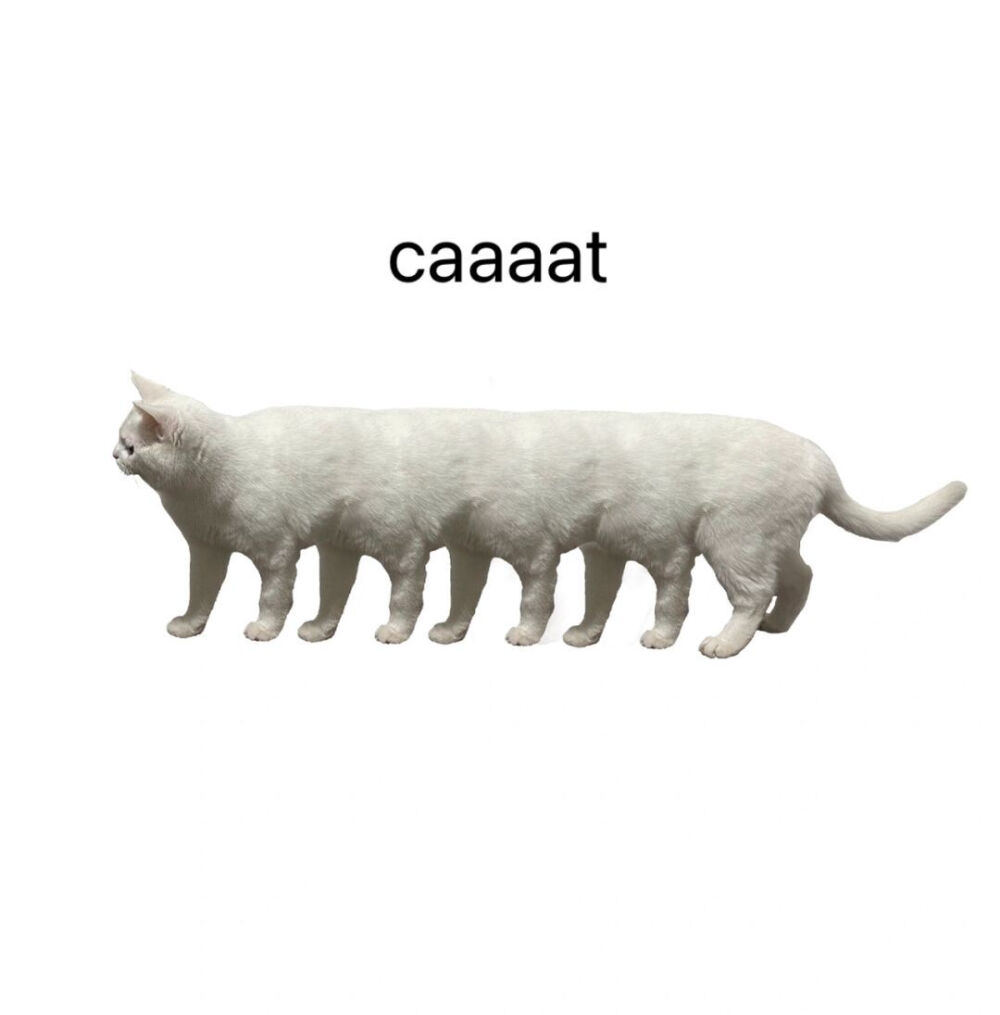 cat