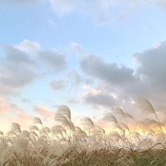 自用绿色系背景图，舒适自然～