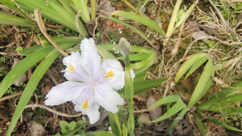 美丽吉安之赏花系列：清新脱俗的蝴蝶花