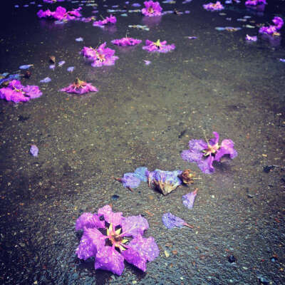 雨后，花落知多少