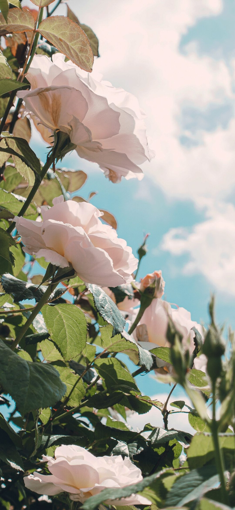 春暖花开的季节来了呀