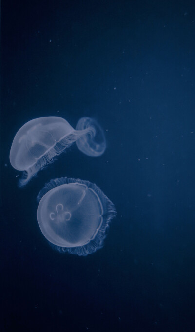 水母壁纸 荧光壁纸 动漫壁纸