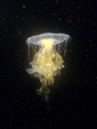 水母壁纸 荧光壁纸 动漫壁纸