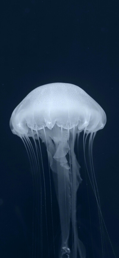 水母壁纸 荧光壁纸 动漫壁纸