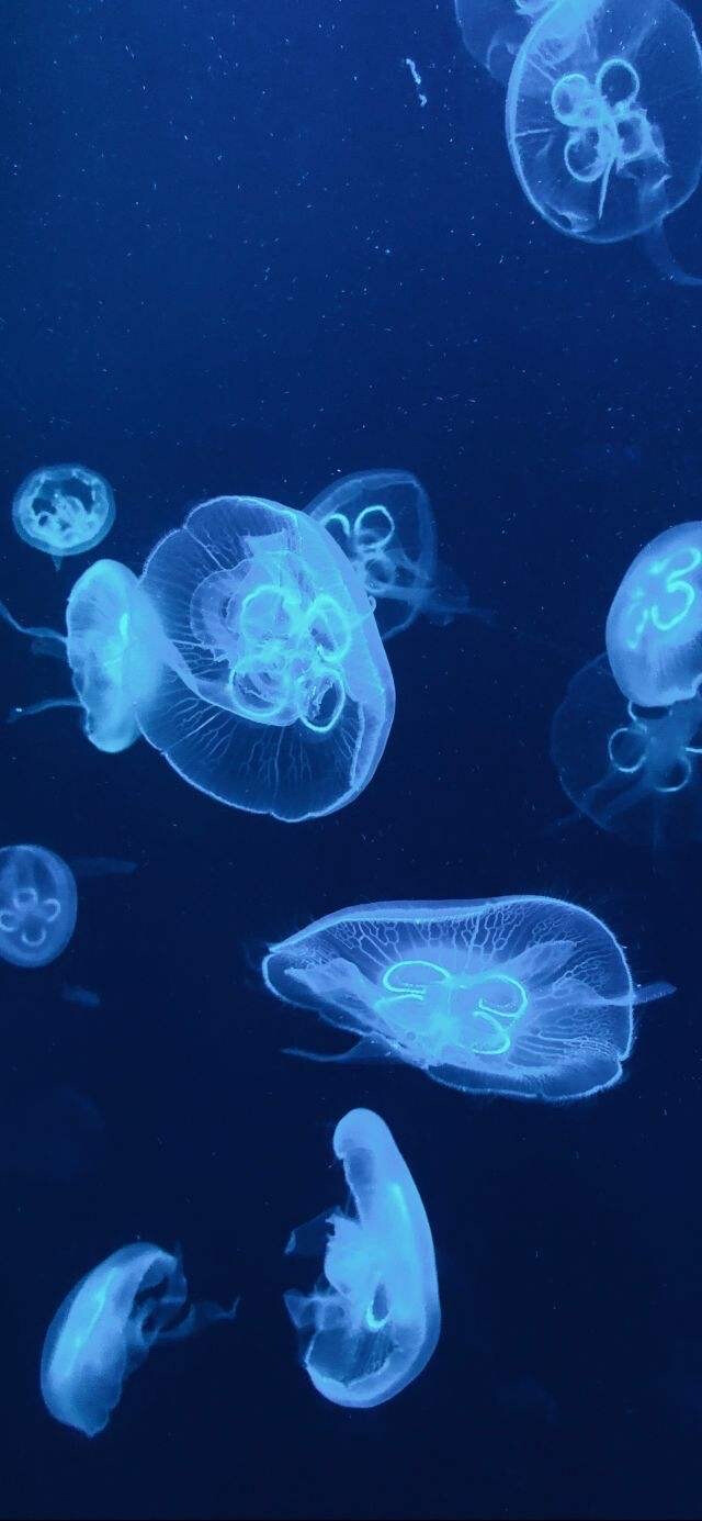 水母壁纸 荧光壁纸 动漫壁纸