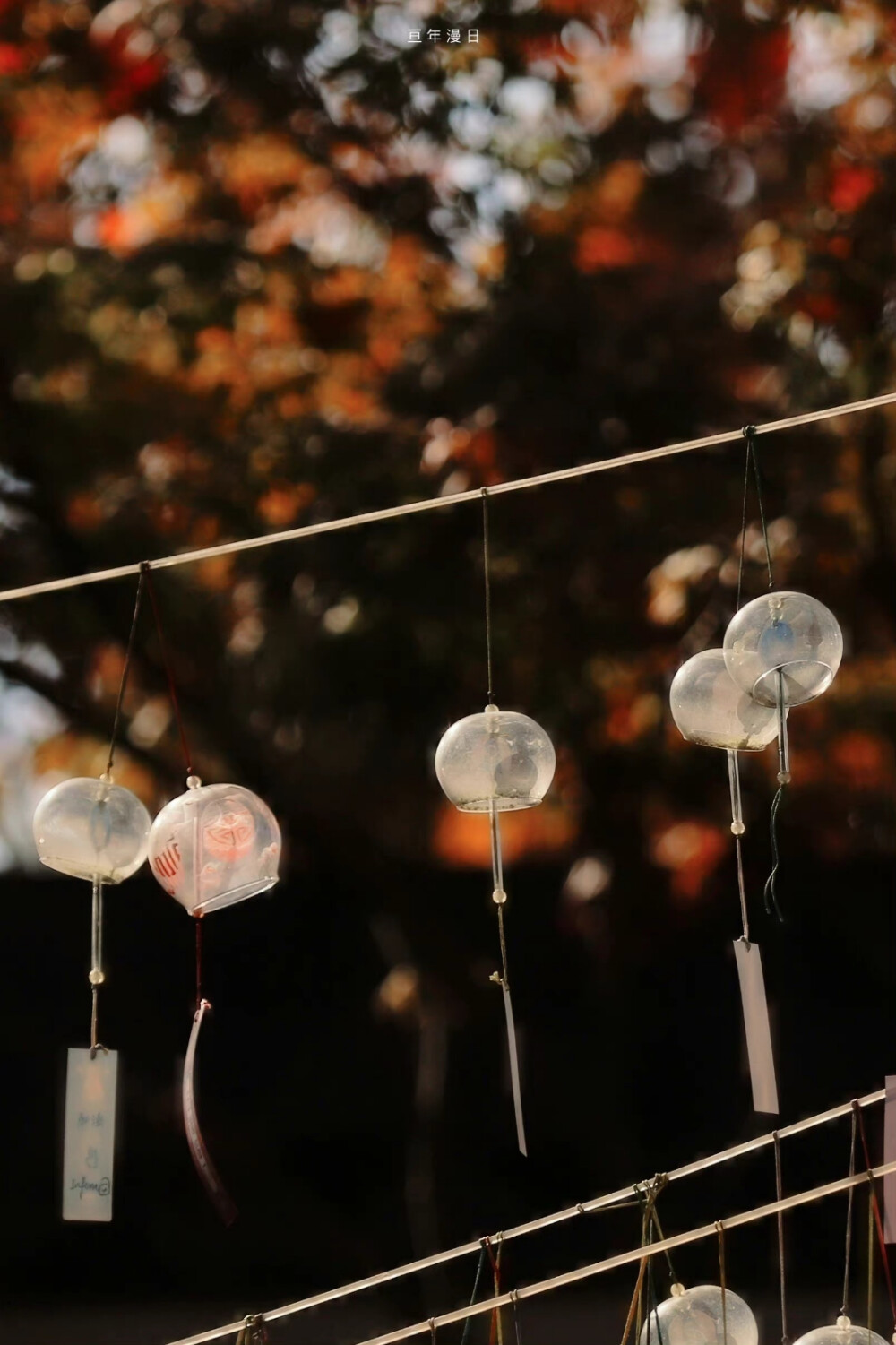 “万物各有时令” | 摄影：@亘年漫日 ​​​​