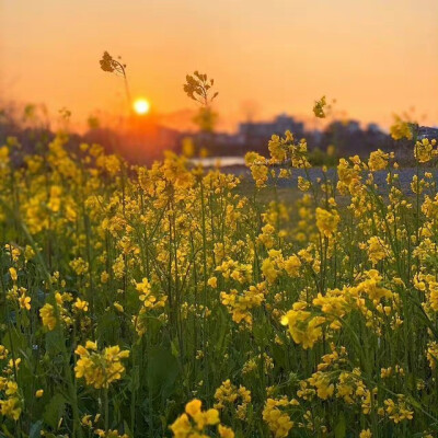 余晖下的花朵