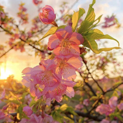 余晖下的花朵