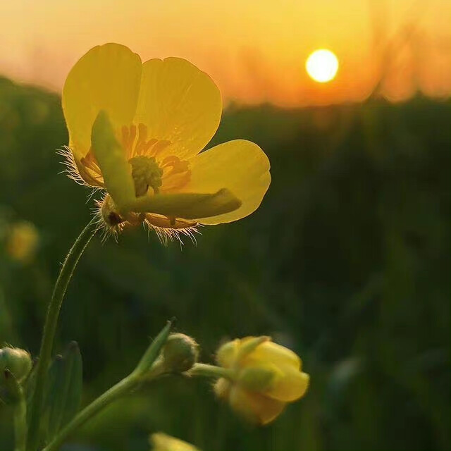 余晖下的花朵