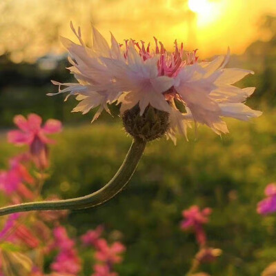 余晖下的花朵