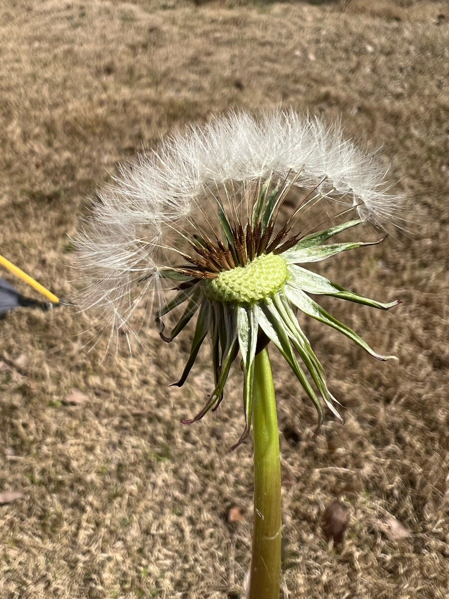 阳光下的蒲公英