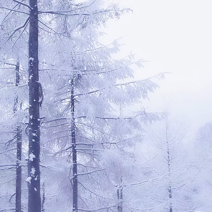 每一片雪花都是冬天的来信。
周洁琼。