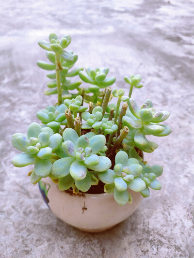 期待一场春雨……