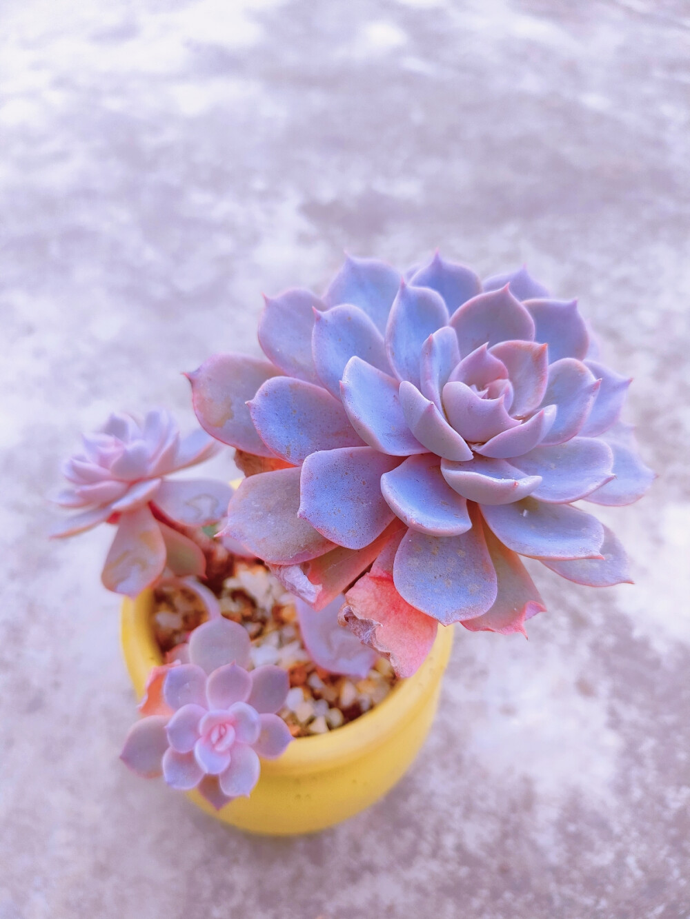 期待一场春雨……