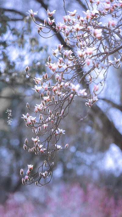 “春天的夜晚就是 啃着盐水菠萝和喜欢的人牵手漫步在沿河的公园 风里还夹杂春泥气味 再或者就是两个人健身完骑车兜风到金街 买了一堆小夜市里的美味 然后说哇白运动了耶”
/麓猫 ​​​
摄影师/烟波里的棠