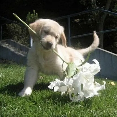 修勾 萌宠 头像