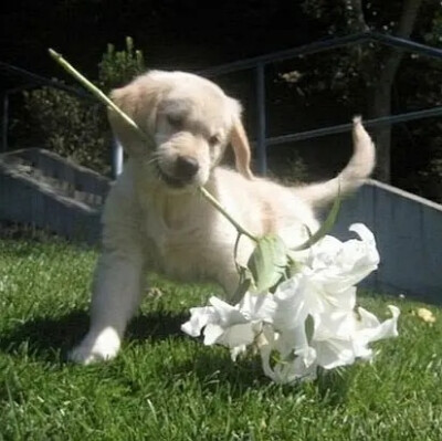 修勾 萌宠 头像