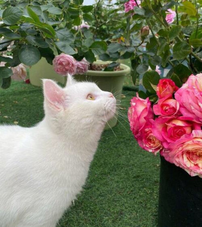 修勾 萌宠 头像