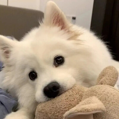 修勾 萌宠 头像