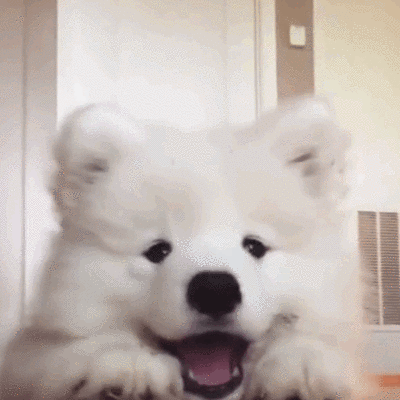 修勾 萌宠 头像