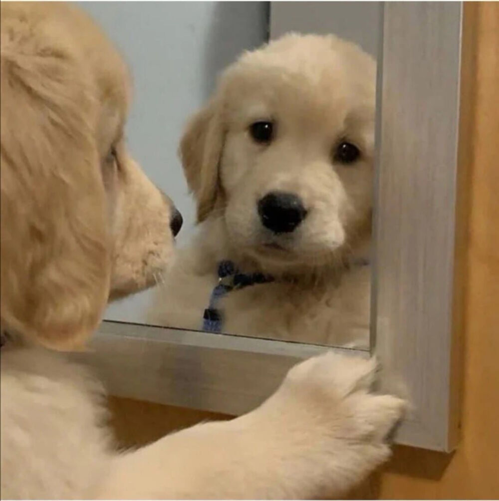 修勾 萌宠 头像