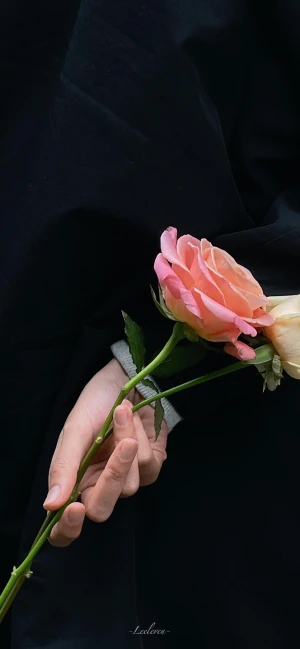 花 堆糖 美图壁纸兴趣社区