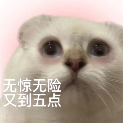 猫狗