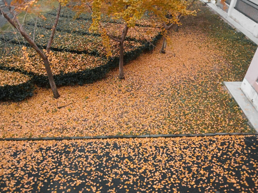 原创摄影
我的校园生活