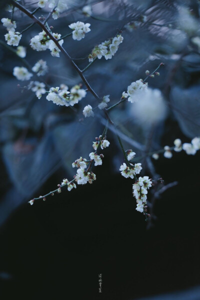 树枝花