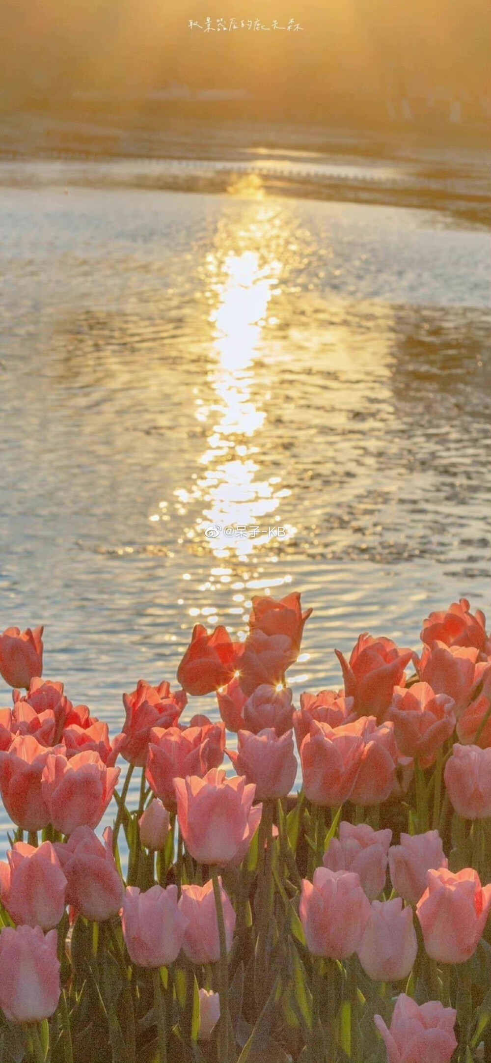 花很浪漫