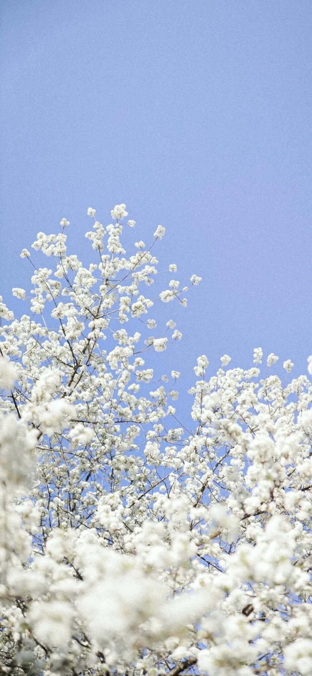 花会重新开 不同的春来了又来