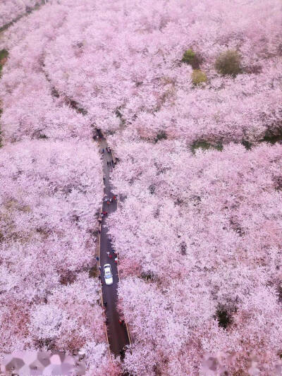 平坝樱花