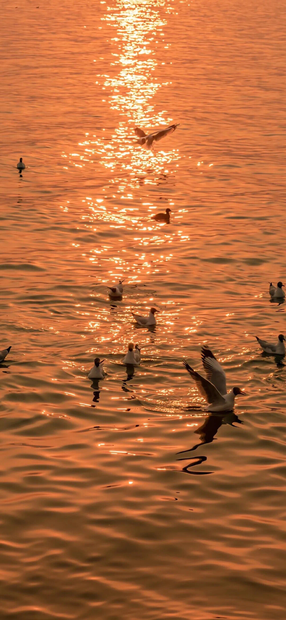 海边夕阳壁纸