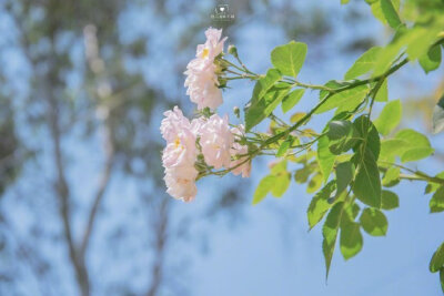 花花壁纸