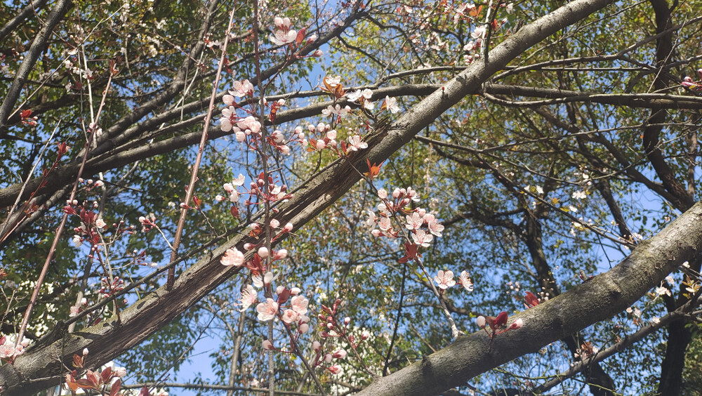 美丽吉安之赏花系列：紫叶李花开灿烂