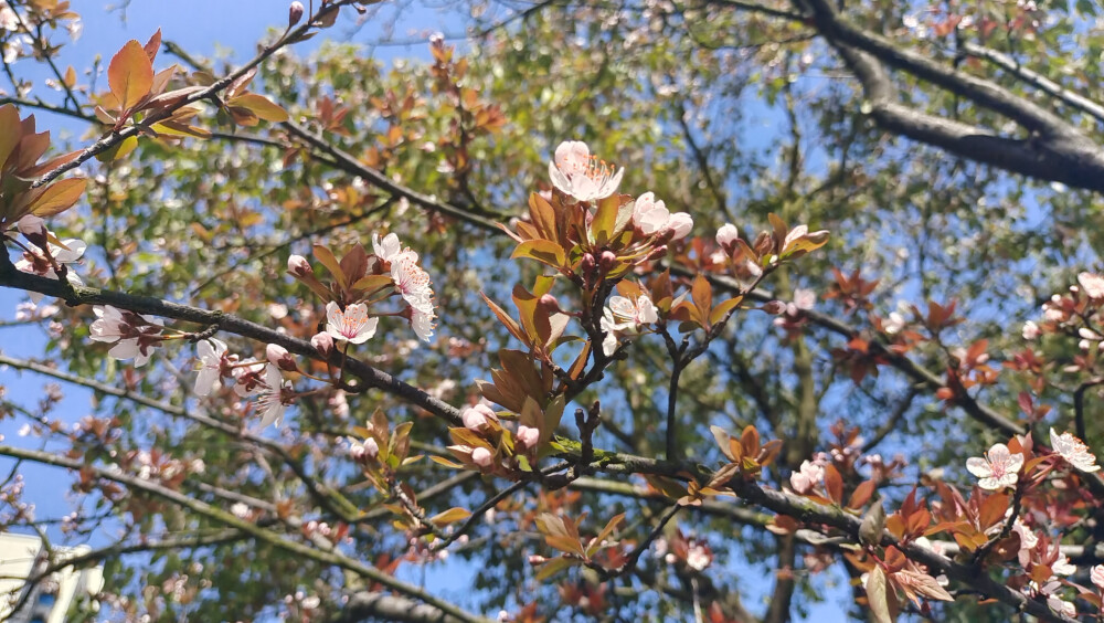 美丽吉安之赏花系列：紫叶李花开灿烂