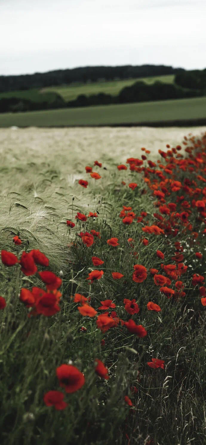 安静的优秀，是一种悄无声息的坚强。