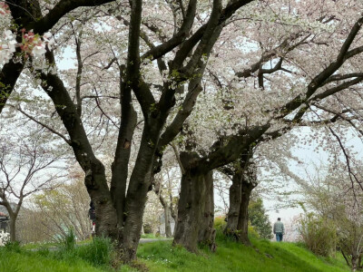 “你说是樱花在盛开吧”
©️飞天发光小酥肉