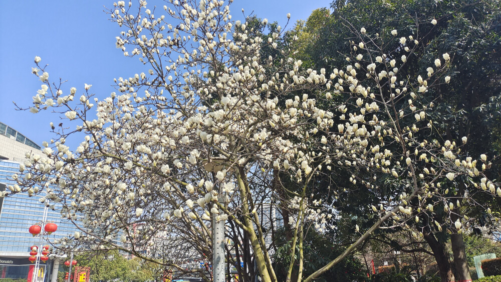 美丽吉安之赏花系列：玉兰花开 春意盎然